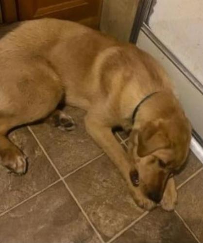 Lost Male Dog last seen Across from the college, Keene, TX 76059