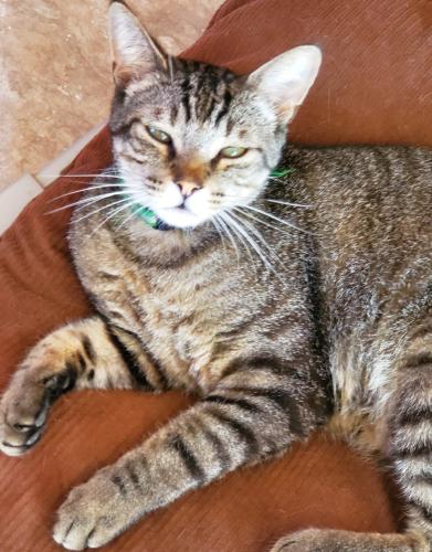 Lost Male Cat last seen EAST GIBSON, Woodland, CA 95776
