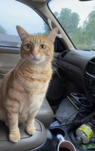 Lost Male Cat last seen Llano , Benbrook, TX 76116