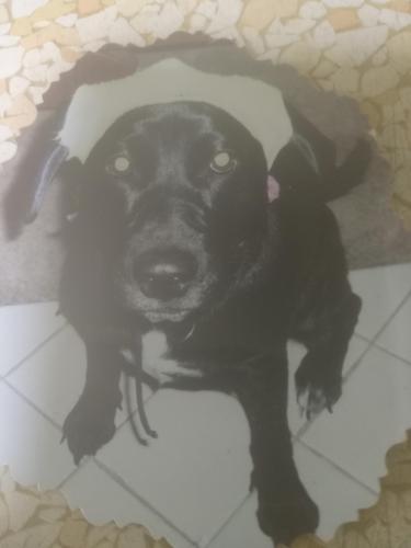 Lost Female Dog last seen Redroof inn , Kalamazoo, MI 49007