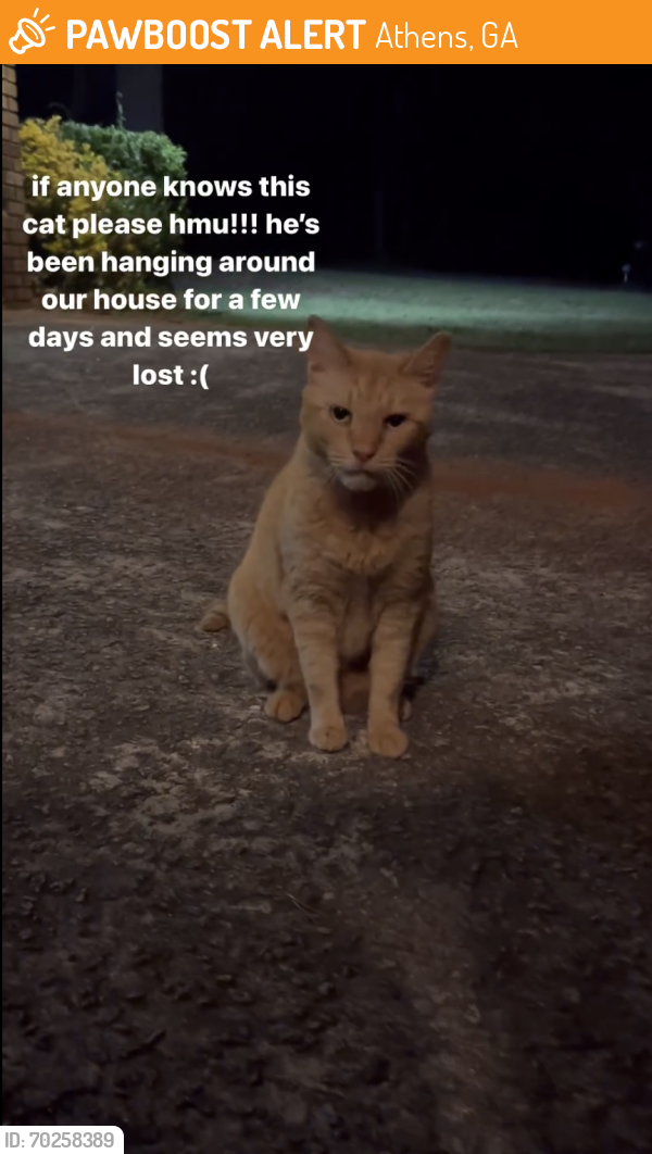 Found/Stray Male Cat last seen College station, Athens, GA 30605