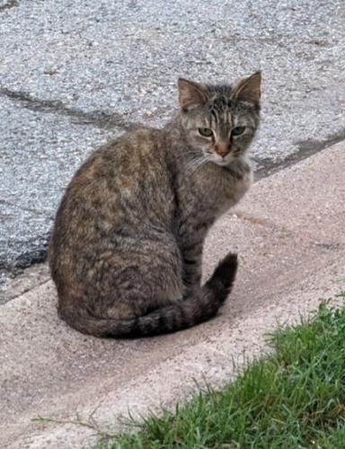 Found/Stray Female Cat last seen Bowen and Sublett, Arlington, TX 76017