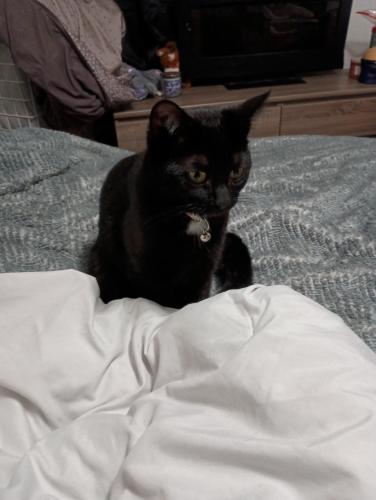Lost Female Cat last seen Lakewood Ave and Mulholland ave, Modesto, CA 95355