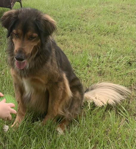 Lost Male Dog last seen Stack road and landsford road, Monroe, NC 28112