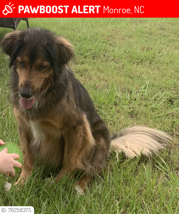 Lost Male Dog last seen Stack road and landsford road, Monroe, NC 28112