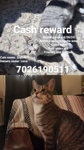 Lost Female Cat last seen Rancho and mesquite, Las Vegas, NV 89106
