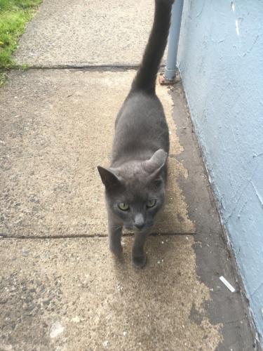 Lost Male Cat last seen Near Oak tree road and correja ave, Woodbridge Township, NJ 08830