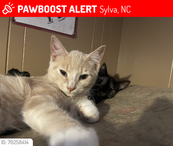Lost Male Cat last seen Skyland Drive, Sylva, NC 28779