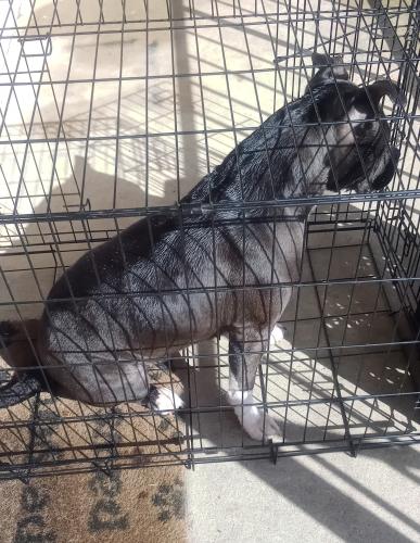 Lost Female Dog last seen Whitten, Cordova, TN 38018