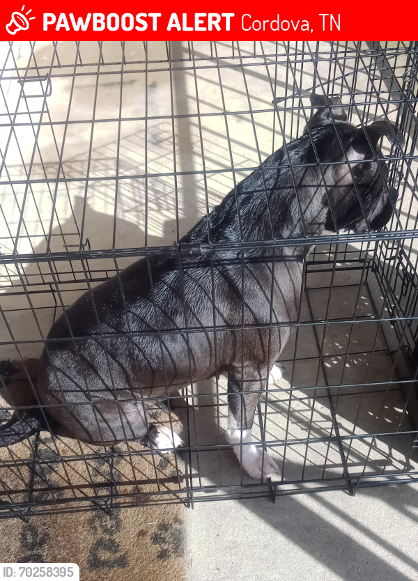 Lost Female Dog last seen Whitten, Cordova, TN 38018
