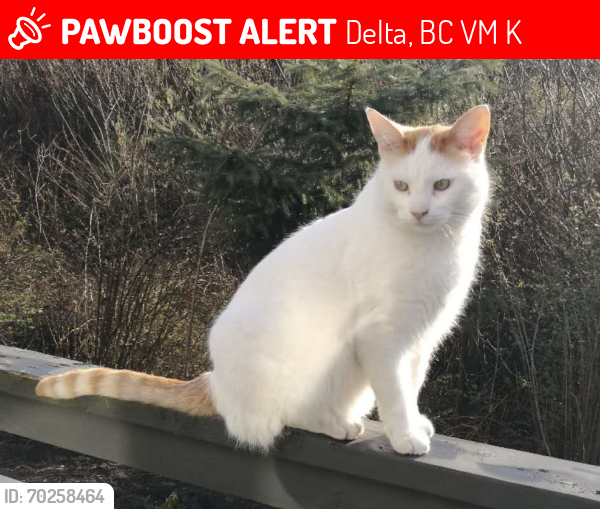 Lost Male Cat last seen near Tsawwassen Mills, Delta, BC V4M 2K2