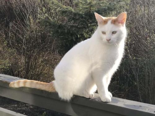Lost Male Cat last seen near Tsawwassen Mills, Delta, BC V4M 2K2