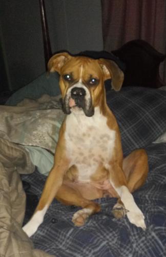 Lost Female Dog last seen Braun Hollow , San Antonio, TX 78250
