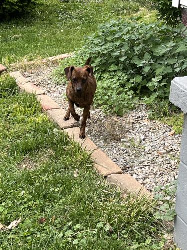 Found/Stray Female Dog last seen West  and West st , Westerville, OH 43081