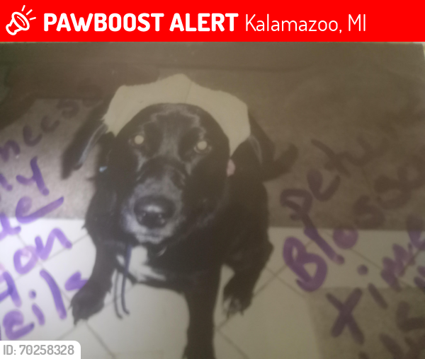 Lost Female Dog last seen Redroof inn west side of kalamazoo , Kalamazoo, MI 49009
