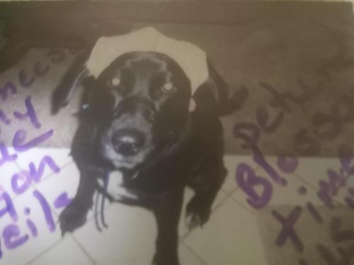 Lost Female Dog last seen Redroof inn west side of kalamazoo , Kalamazoo, MI 49009