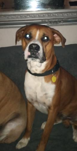 Lost Male Dog last seen Braun Hollow , San Antonio, TX 78250