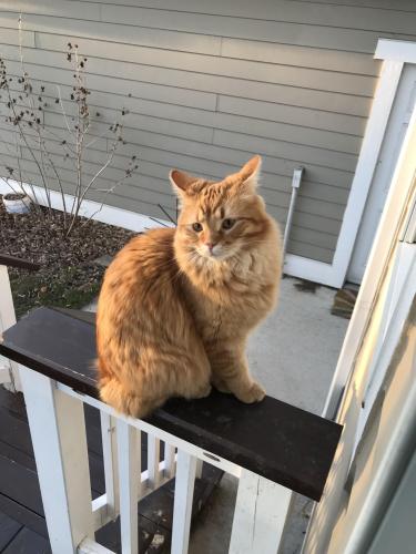 Lost Male Cat last seen Ovid and 50th Street, Des Moines, IA 50310