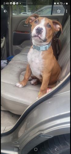 Lost Male Dog last seen Main and broadway, Los Angeles, CA 90061
