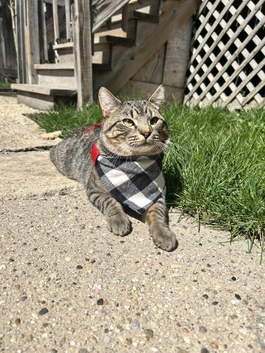 Lost Male Cat last seen alley , Chicago, IL 60624