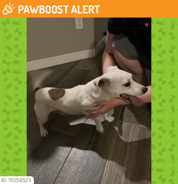 Shelter Stray Male Dog last seen Near Houghton Springs, COUNTY of El Paso, TX, Fort Bliss, TX 79906