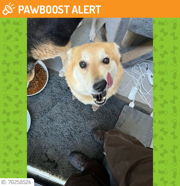 Shelter Stray Unknown Dog last seen El Paso, TX 79928, Fort Bliss, TX 79906