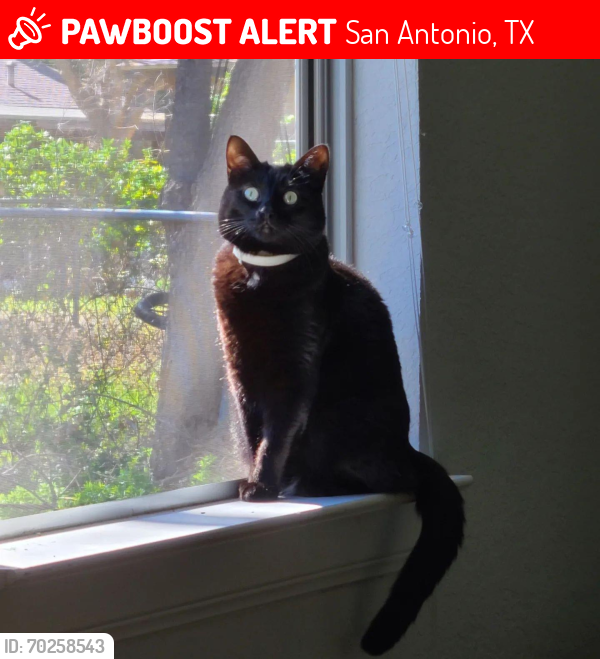 Lost Female Cat last seen Timberhill &Grissom, San Antonio, TX 78238