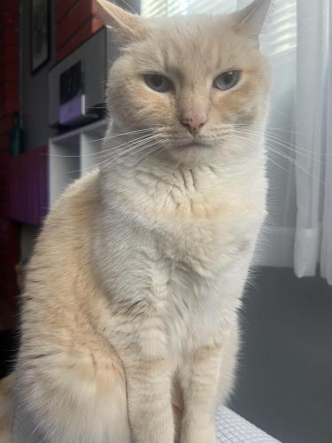 Lost Male Cat last seen Kandace court and Kandace Way, San Diego, CA 92105