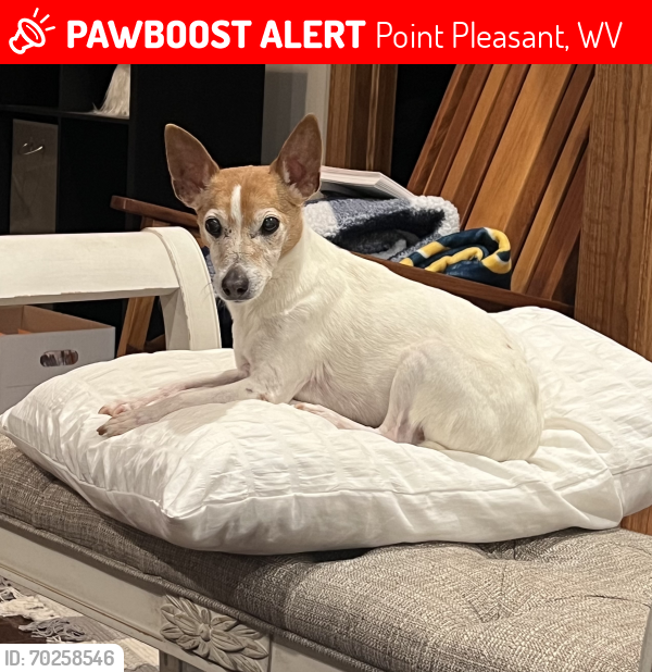 Lost Male Dog last seen 1.5 miles out Jericho Road, Point Pleasant, WV 25550