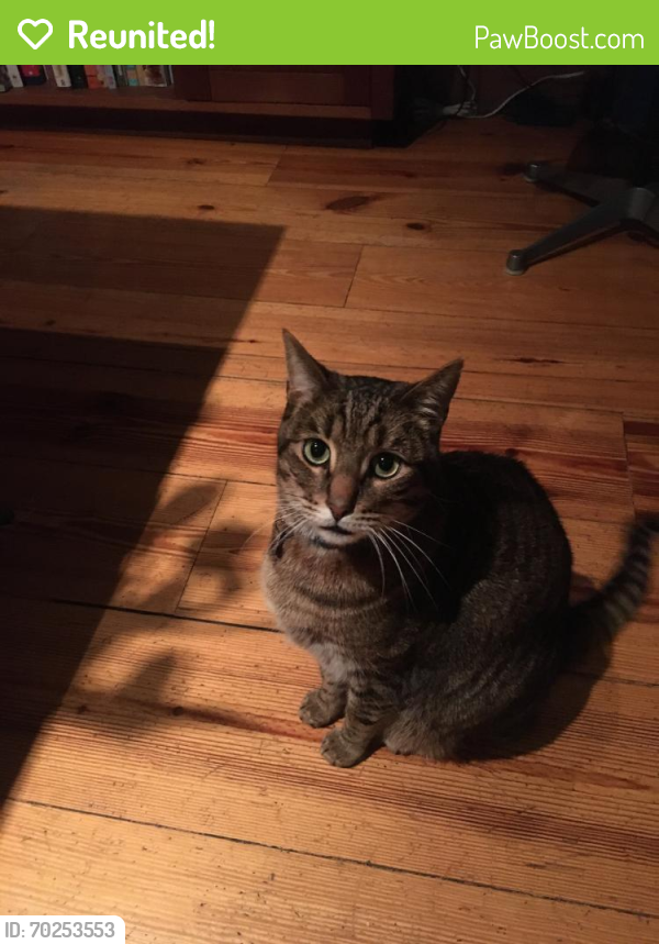 Reunited Male Cat last seen Fountain Avenue and North Orange Grove Ave (one block east of Fairfax), West Hollywood, CA 90046