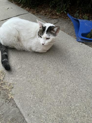 Lost Male Cat last seen E. 36th St. & Myrtle Ave., Long Beach, CA 90807