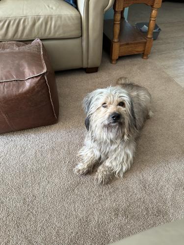 Found/Stray Male Dog last seen Kenneth and Menke, Citrus Heights, CA 95662