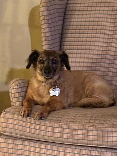 Lost Female Dog last seen Pucketts Ferry, Greenwood County, SC 29649