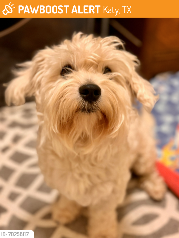 Rehomed Male Dog last seen Morton Rd, Katy, TX, USA, Katy, TX 77494