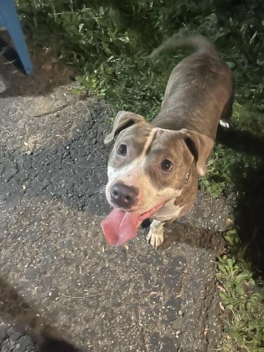 Found/Stray Female Dog last seen Georgiaville rd and Atlanta drive , Columbus, OH 43228