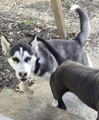 Lost Male Dog last seen Near dayton ave, Indianapolis, IN 46203