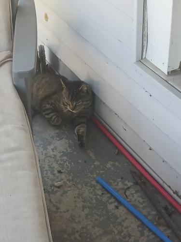 Lost Male Cat last seen By a car wash, Syracuse, IN 46567