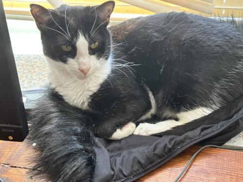 Lost Male Cat last seen Olney, 4th St and west chew Ave, Philadelphia, PA 19120