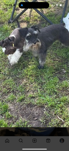 Lost Female Dog last seen Buccaneer Dr and twlight Dr , Longview, TX 75604