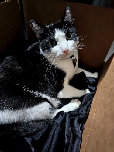 Lost Male Cat last seen Corsica , Princeton, FL 33032