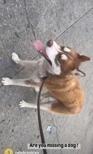 Lost Male Dog last seen Rogers Ave, Brooklyn, NY 11226