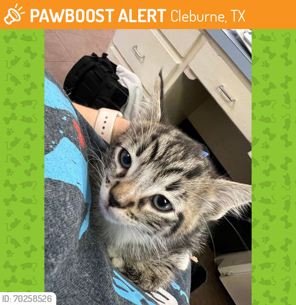Shelter Stray Male Cat last seen Cleburne, TX 76033, Cleburne, TX 76031