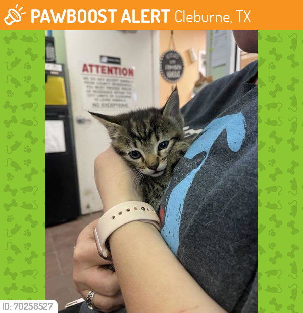 Shelter Stray Female Cat last seen Cleburne, TX 76033, Cleburne, TX 76031