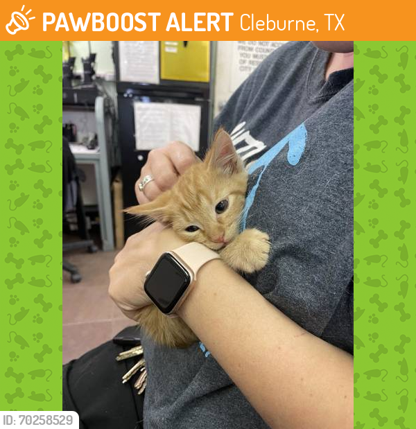 Shelter Stray Male Cat last seen Cleburne, TX 76033, Cleburne, TX 76031