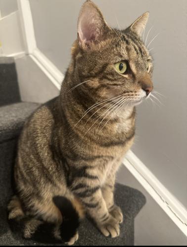 Lost Male Cat last seen 38th and Wallace st, Philadelphia, PA 19104