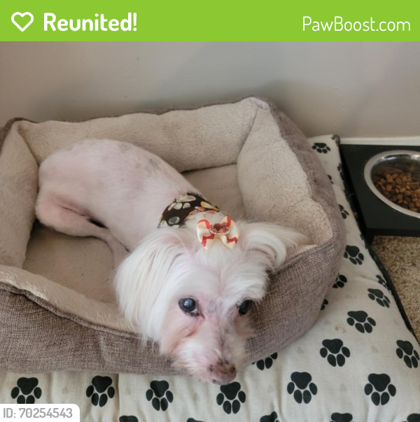 Reunited Female Dog last seen Royal Palm and Coral spring drive, Coral Springs, FL 33065