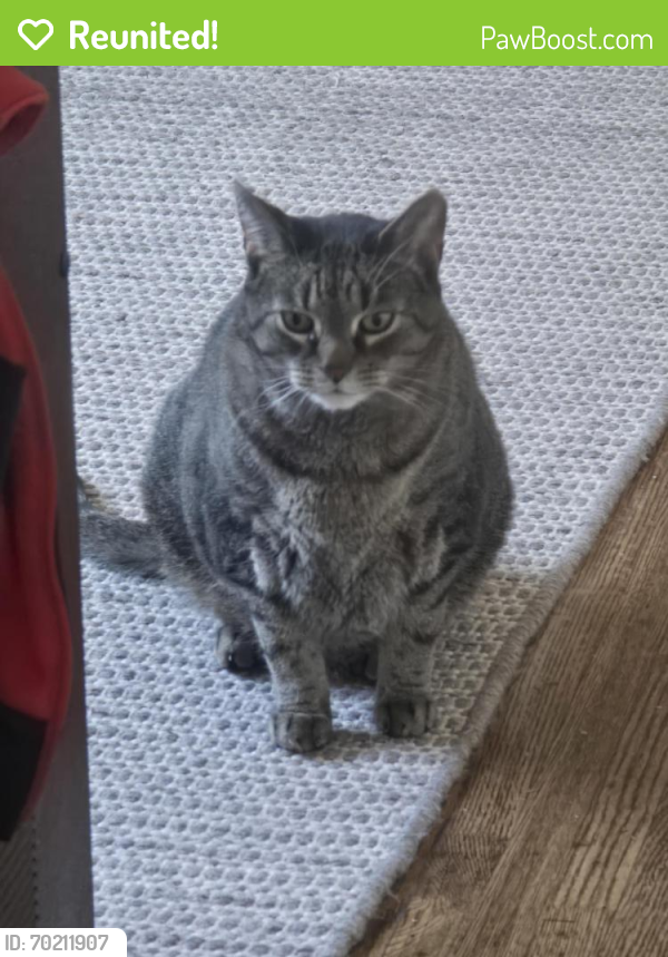 Reunited Male Cat last seen Plymouth ave between york st and Connecticut st, Buffalo, NY 14213