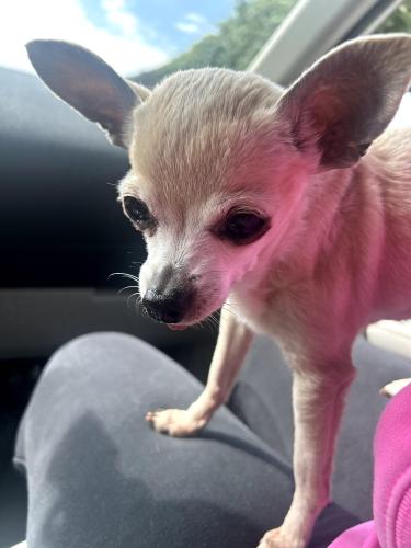 Lost Female Dog last seen manchester y vermont o manchester y figueroa , Los Angeles, CA 90044
