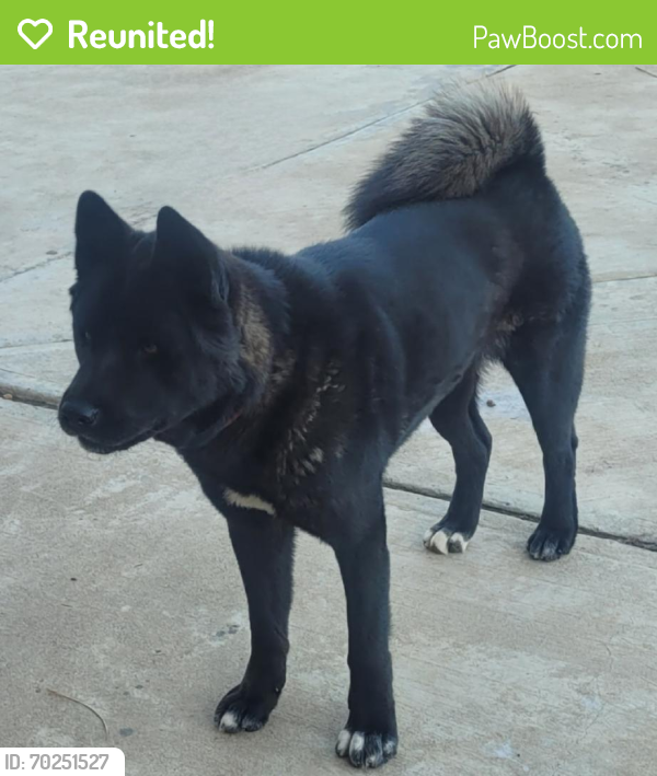 Reunited Female Dog last seen Santa Catalina rd and lilac rd, Valley Center, CA 92082