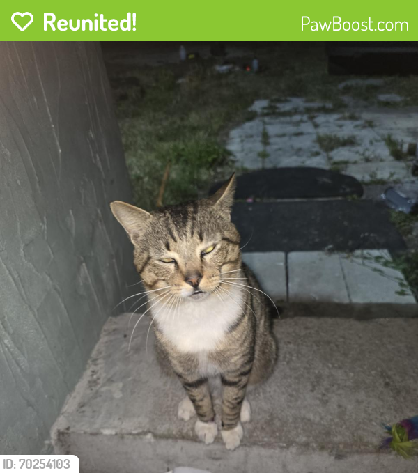 Reunited Male Cat last seen Near Orange Ave, Fort Pierce, FL 34945